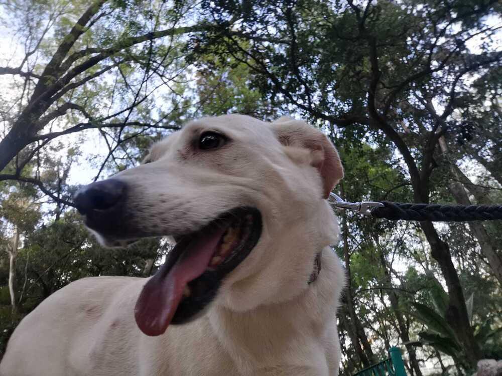 HAPPY, Adoptable, Senior Female Labrador Retriever.