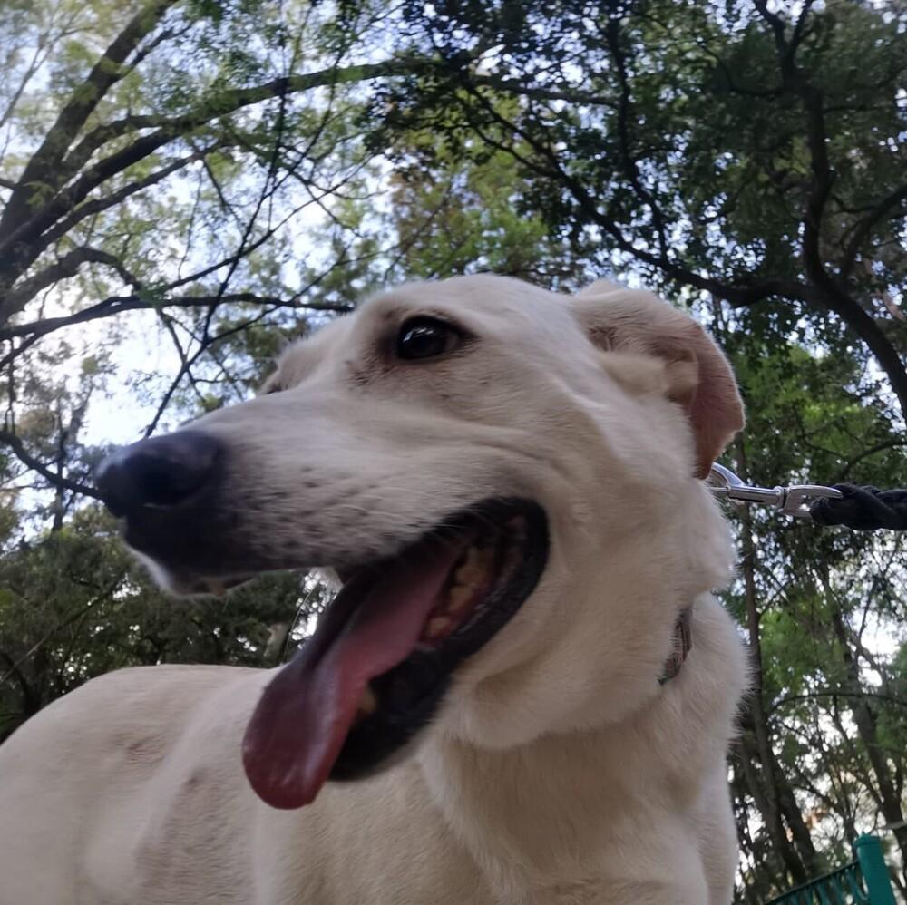 HAPPY, a Adoptable mixed breed in Langley, BC image 2/6