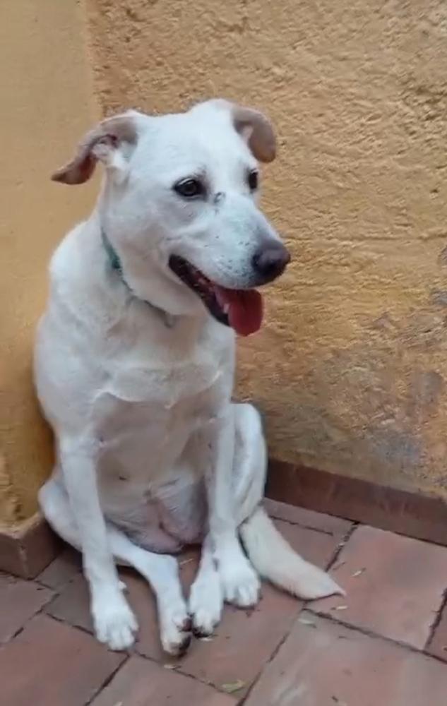 HAPPY, a Adoptable mixed breed in Langley, BC image 3/6
