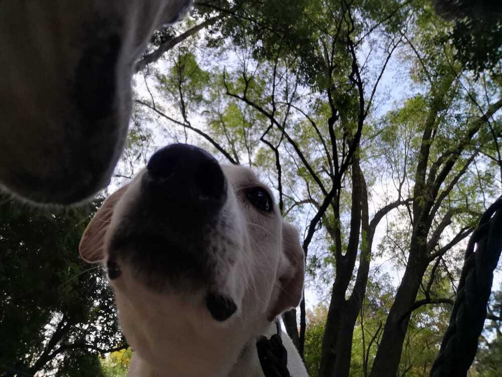 HAPPY, a Adoptable mixed breed in Langley, BC image 4/6