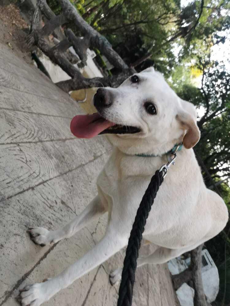 HAPPY, a Adoptable mixed breed in Langley, BC image 5/6