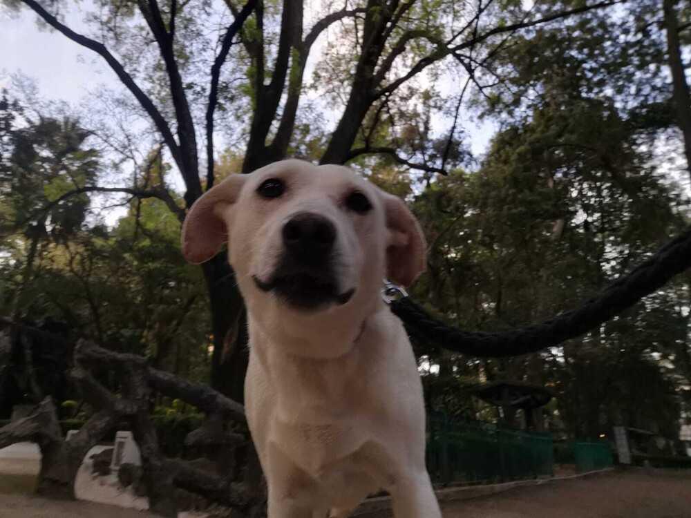 HAPPY, a Adoptable mixed breed in Langley, BC image 6/6
