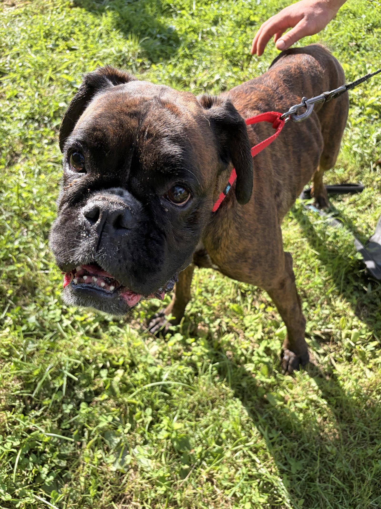 Mystic, Adoptable, Adult Female Boxer.