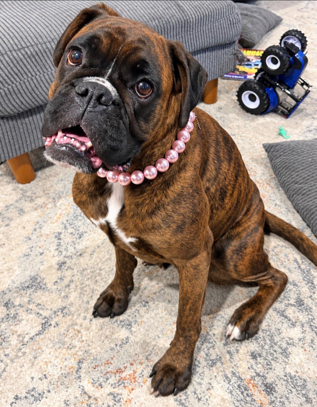 Enlarge Mystic, a Adoptable Boxer in Monticello, NY image 2/3