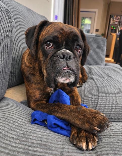 Enlarge Mystic, a Adoptable Boxer in Monticello, NY image 3/3