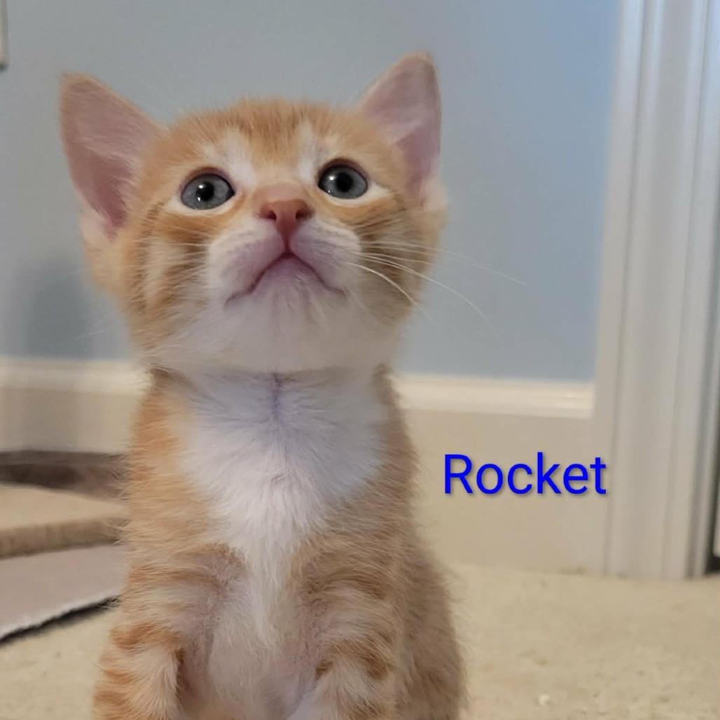 Rocket, Adoptable, Kitten Male Domestic Short Hair.