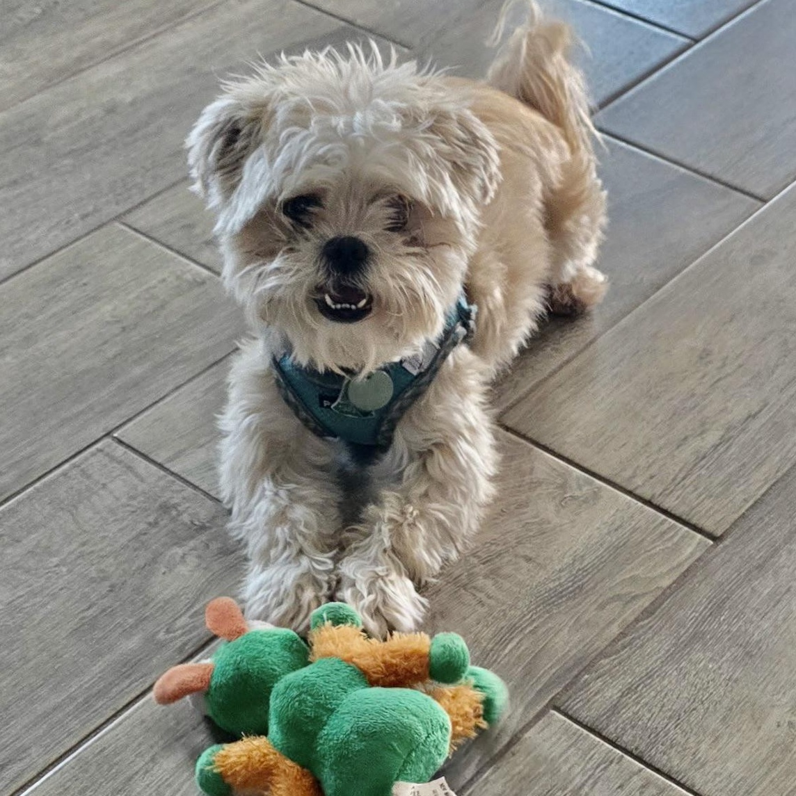Enlarge Sunshine Worth, a Adoptable Shih Tzu in Plano, TX image 2/2