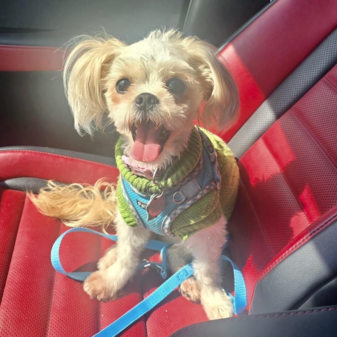 Enlarge Sunshine Worth, a Adoptable Shih Tzu in Plano, TX image 1/2