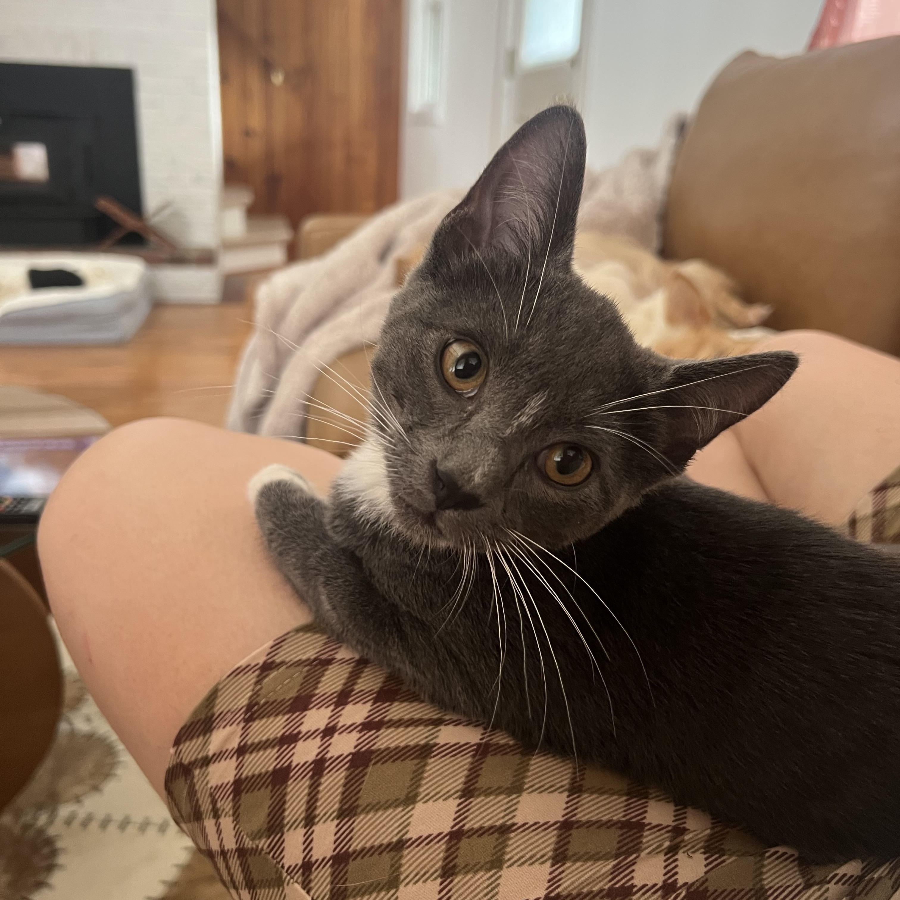 Enlarge Figgy (bonded to Earl), a Adopted Domestic Short Hair in Asheville, NC image 1/5