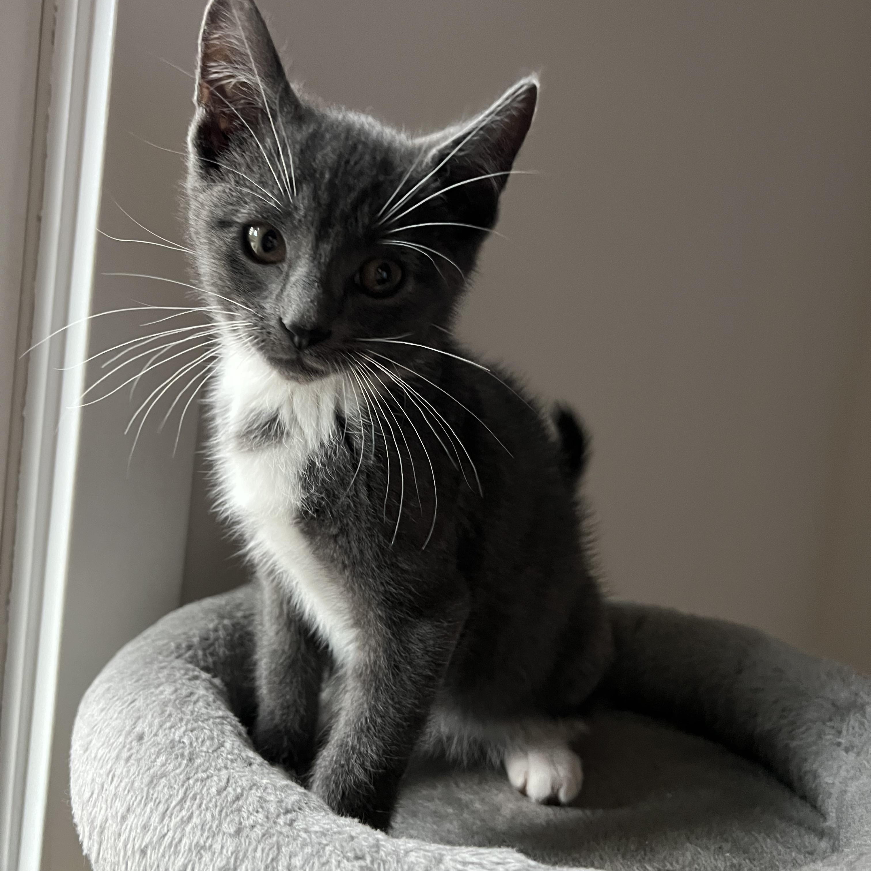 Enlarge Figgy (bonded to Earl), a Adopted Domestic Short Hair in Asheville, NC image 3/5