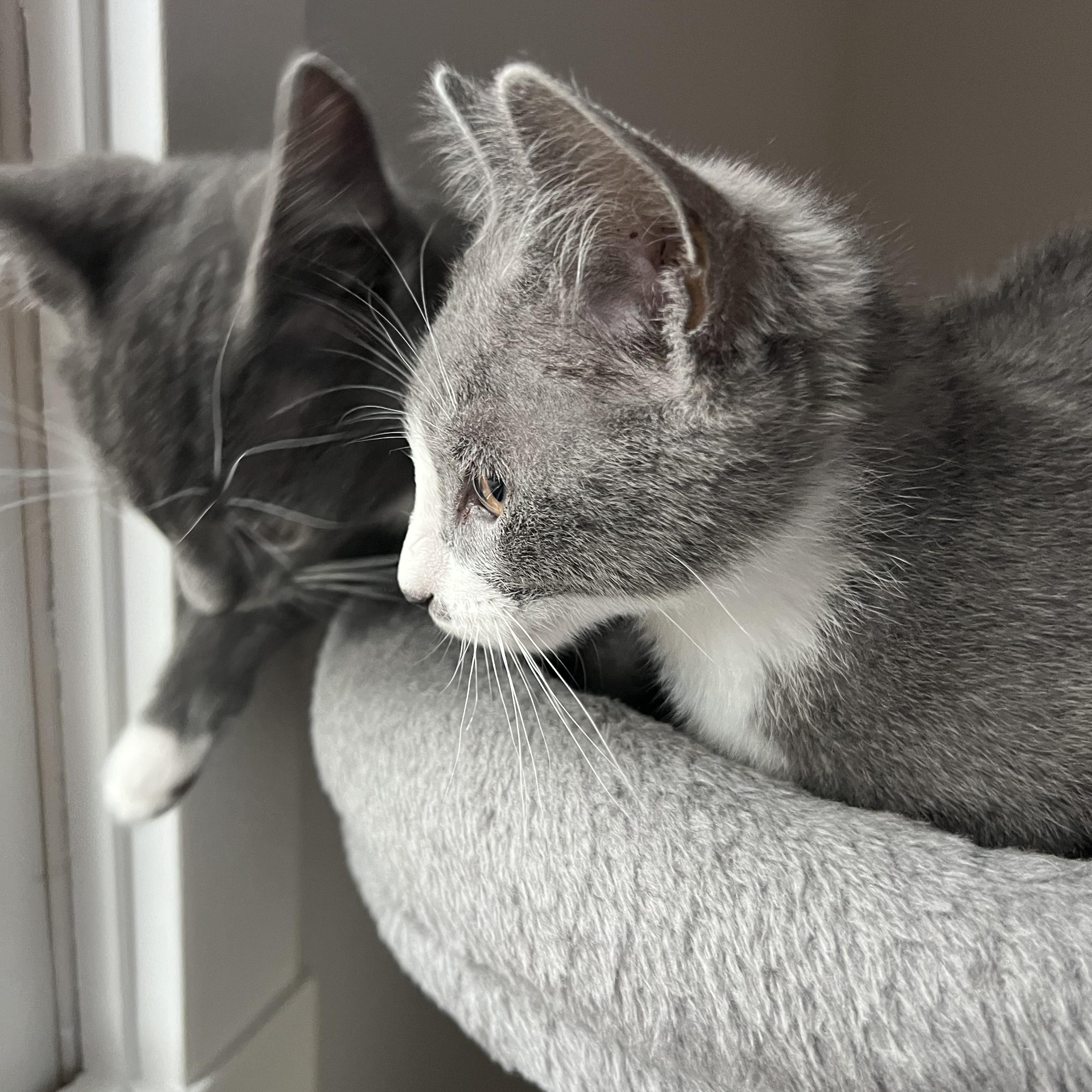 Enlarge Figgy (bonded to Earl), a Adopted Domestic Short Hair in Asheville, NC image 4/5