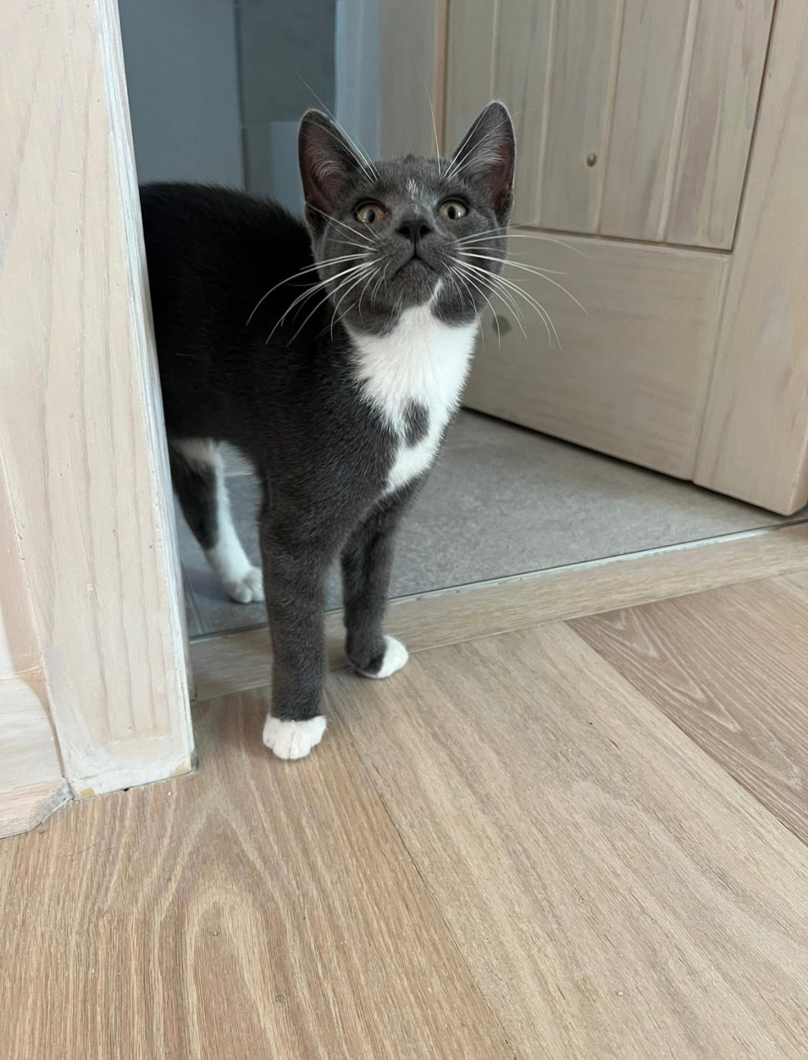 Enlarge Figgy (bonded to Earl), a Adopted Domestic Short Hair in Asheville, NC image 5/5