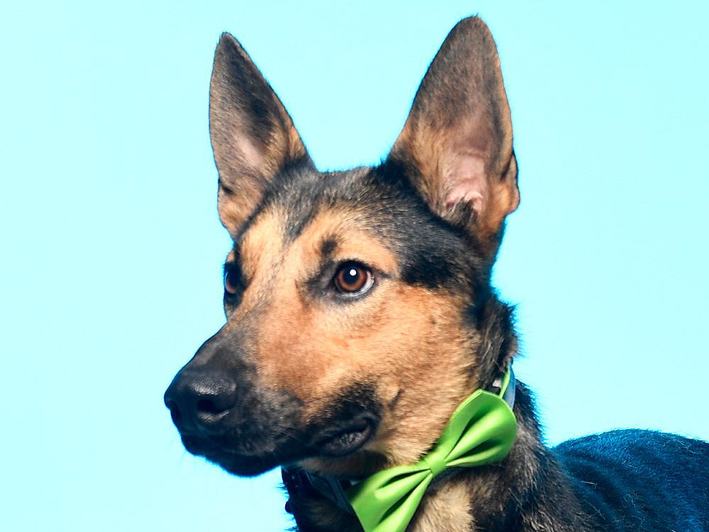 Chester, Adoptable, Young Male Shepherd.