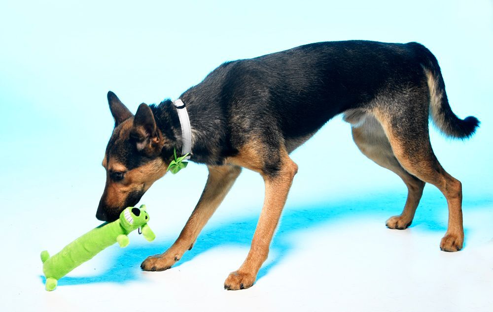 Chester, a Adoptable mixed breed in Cookeville, TN image 2/8