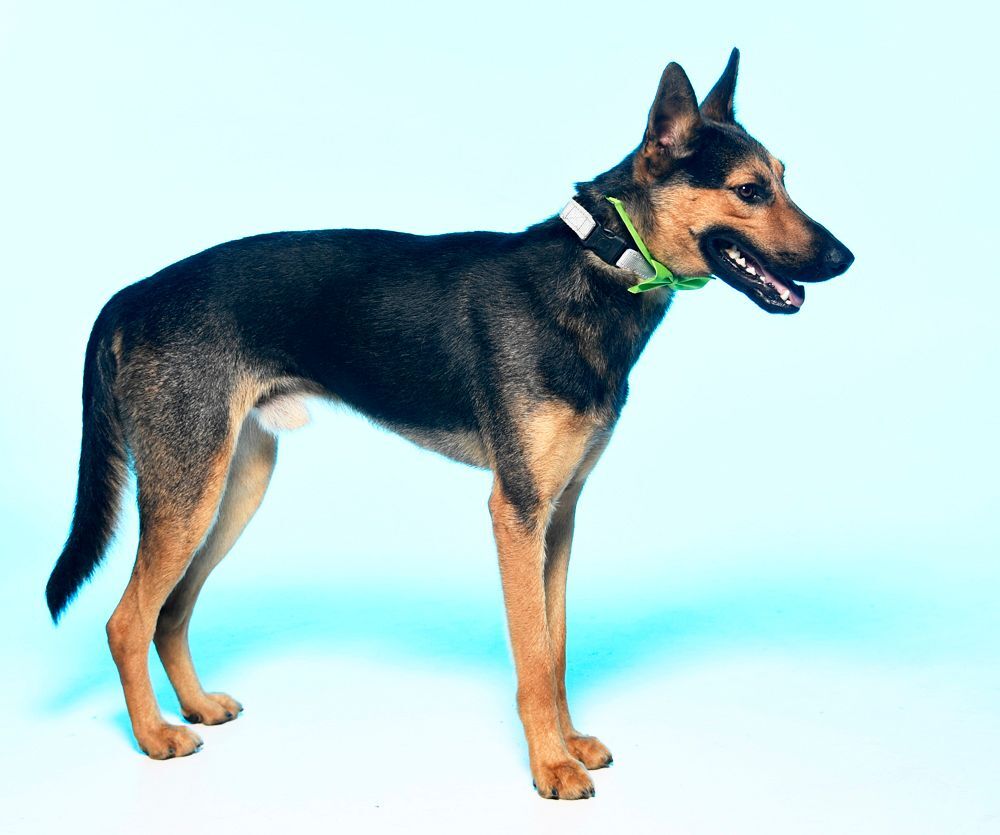 Chester, a Adoptable mixed breed in Cookeville, TN image 3/8