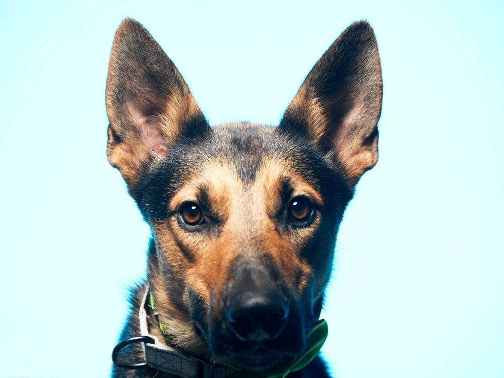 Chester, a Adoptable mixed breed in Cookeville, TN image 4/8