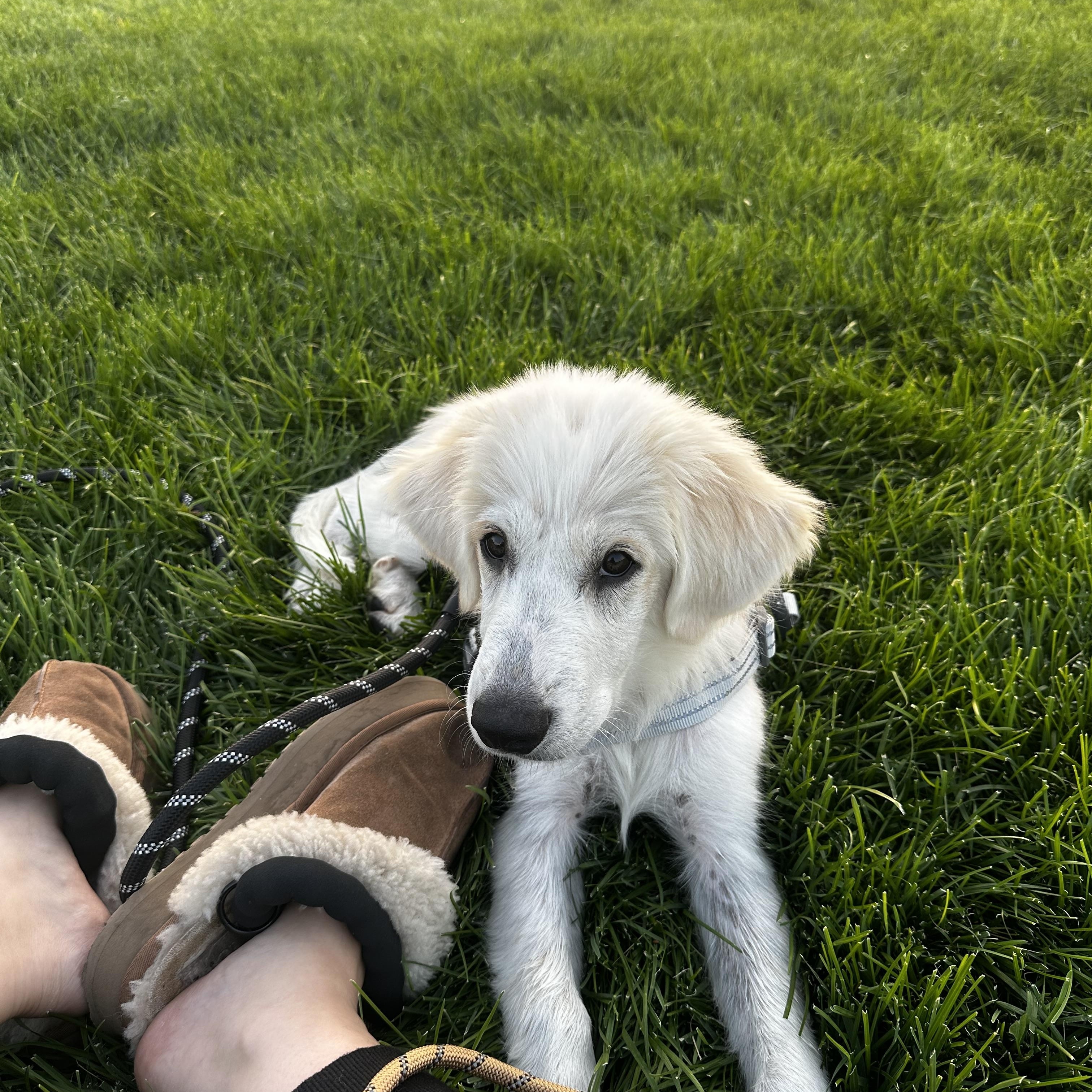 Ghost, an adopted mixed breed in Cheyenne, WY image 5/6