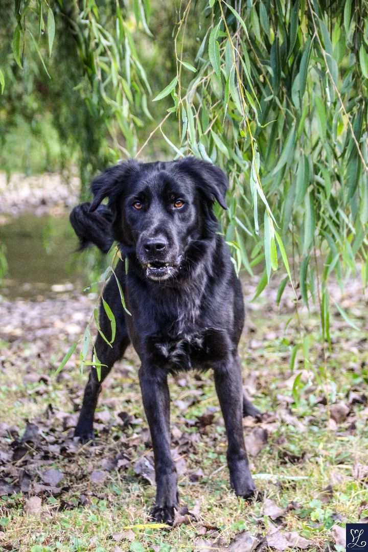 MILO, Adopted, Adult Male Border Collie & Black Labrador Retriever.