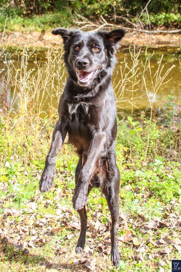 Enlarge MILO, a Adopted mixed breed in Rochester, NY image 2/6
