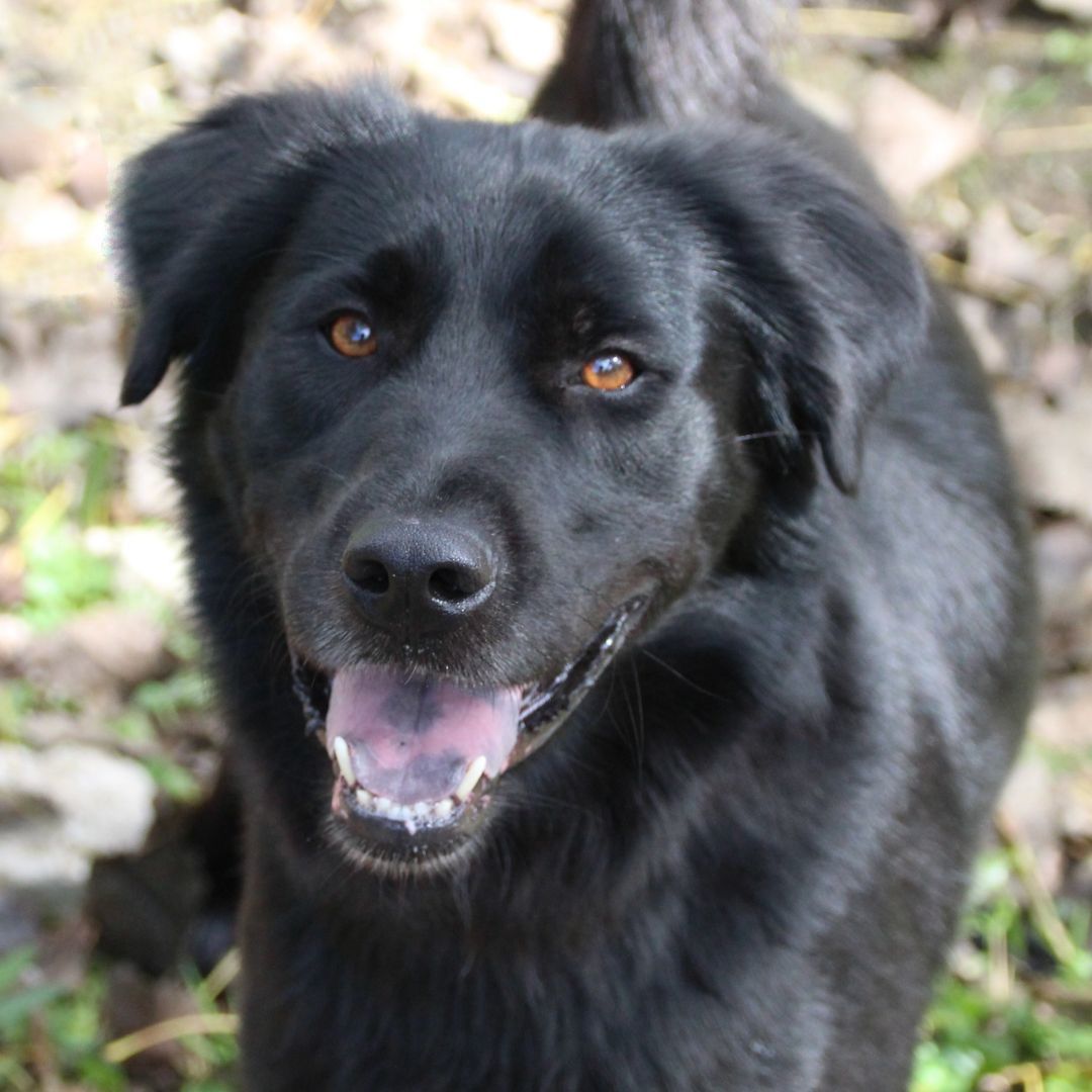 Enlarge MILO, a Adopted mixed breed in Rochester, NY image 3/6