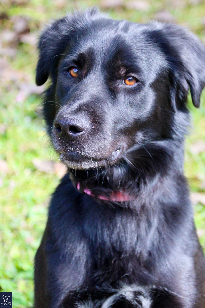 Enlarge MILO, a Adopted mixed breed in Rochester, NY image 6/6
