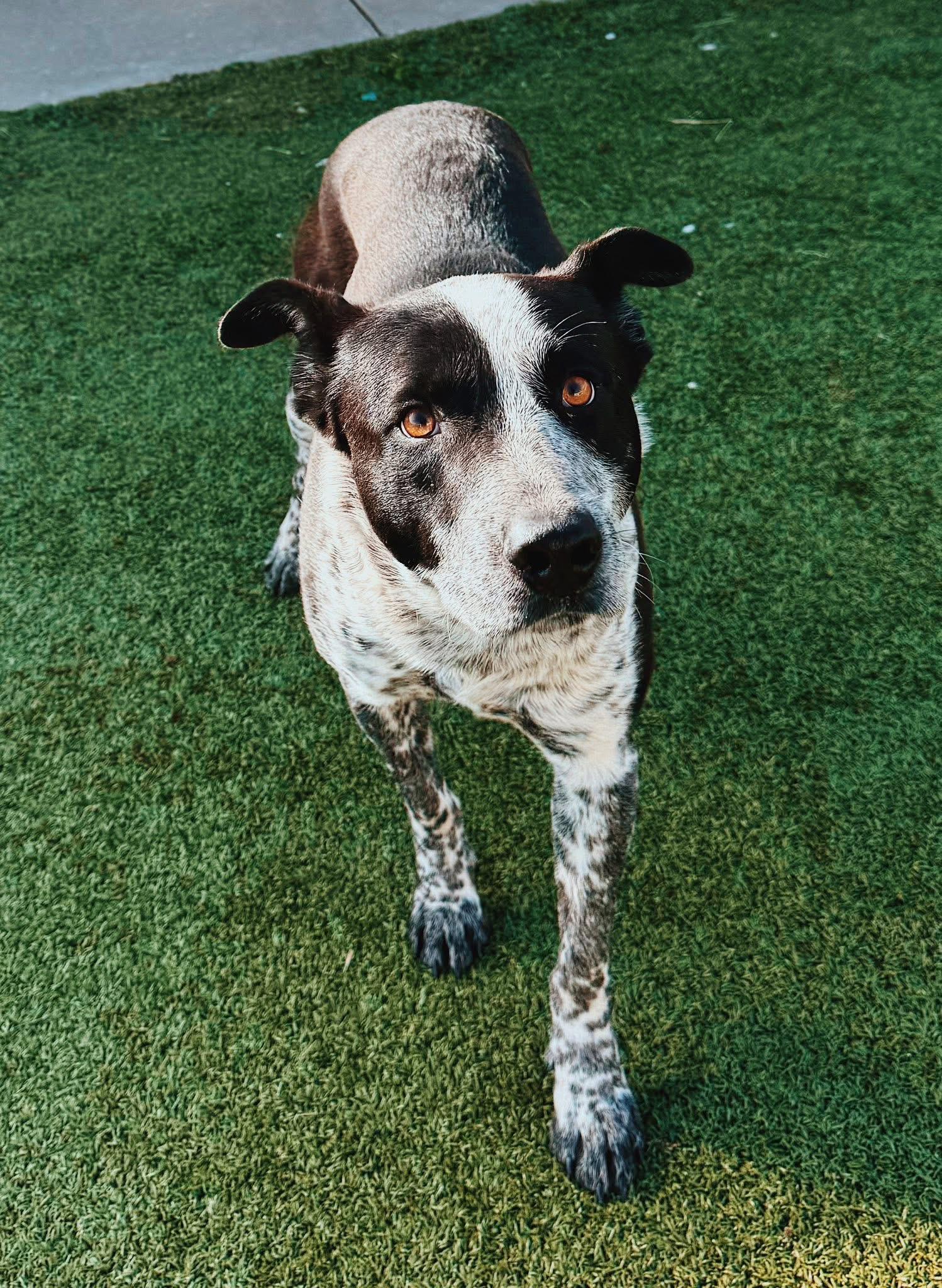 Bandit, a Adoptable mixed breed in Hays, KS image 1/6