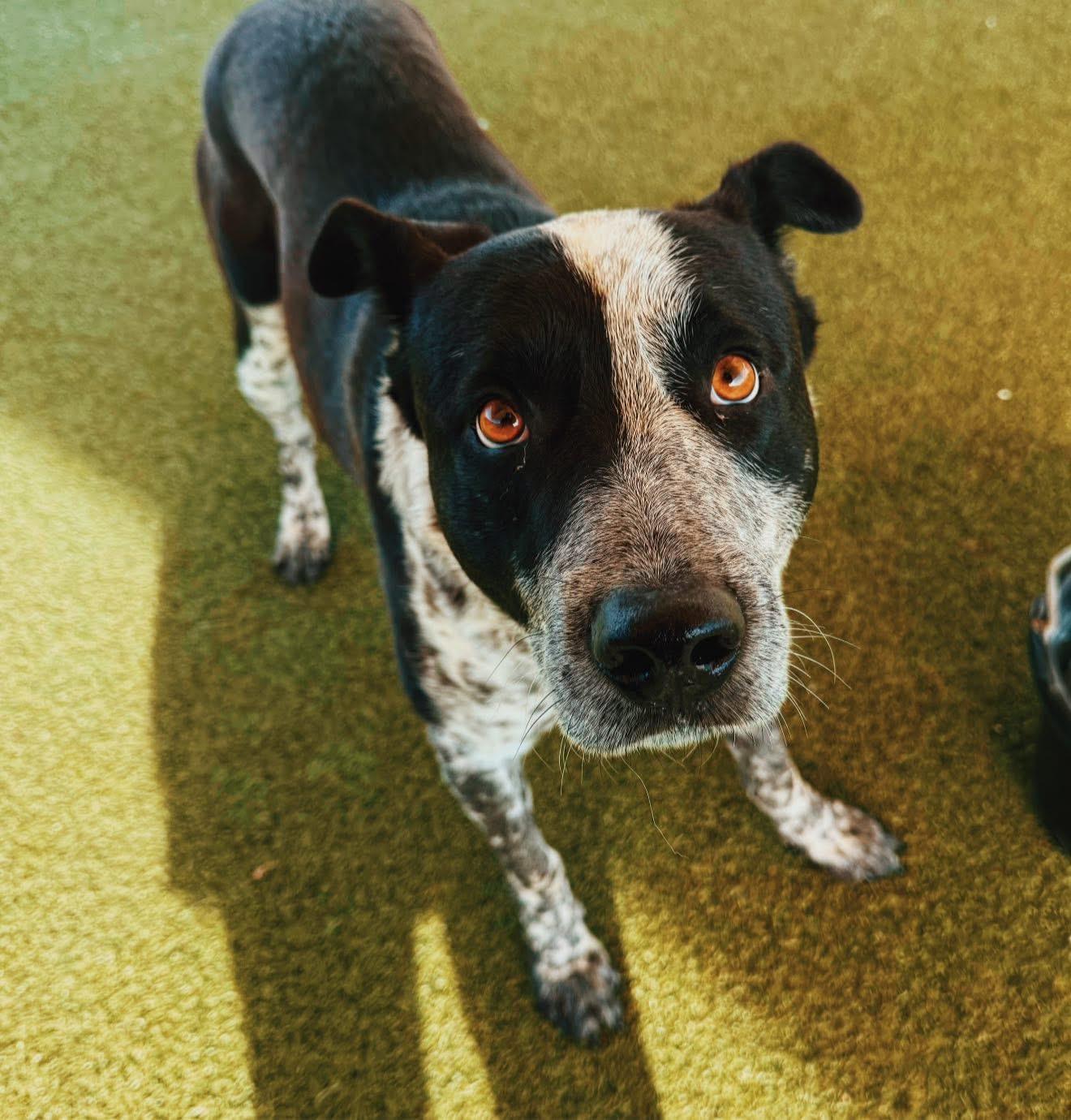 Bandit, a Adoptable mixed breed in Hays, KS image 2/6