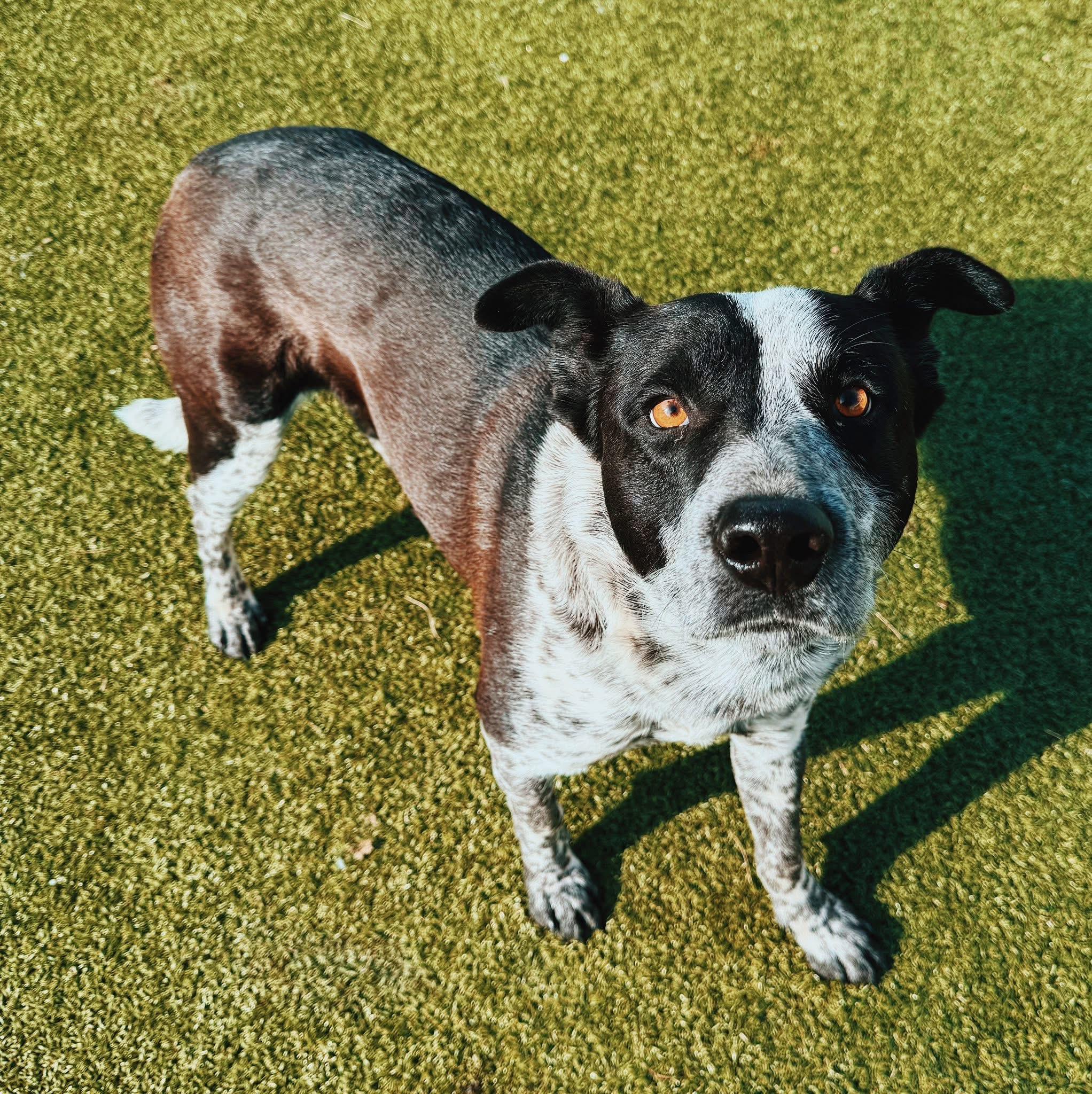 Bandit, a Adoptable mixed breed in Hays, KS image 3/6