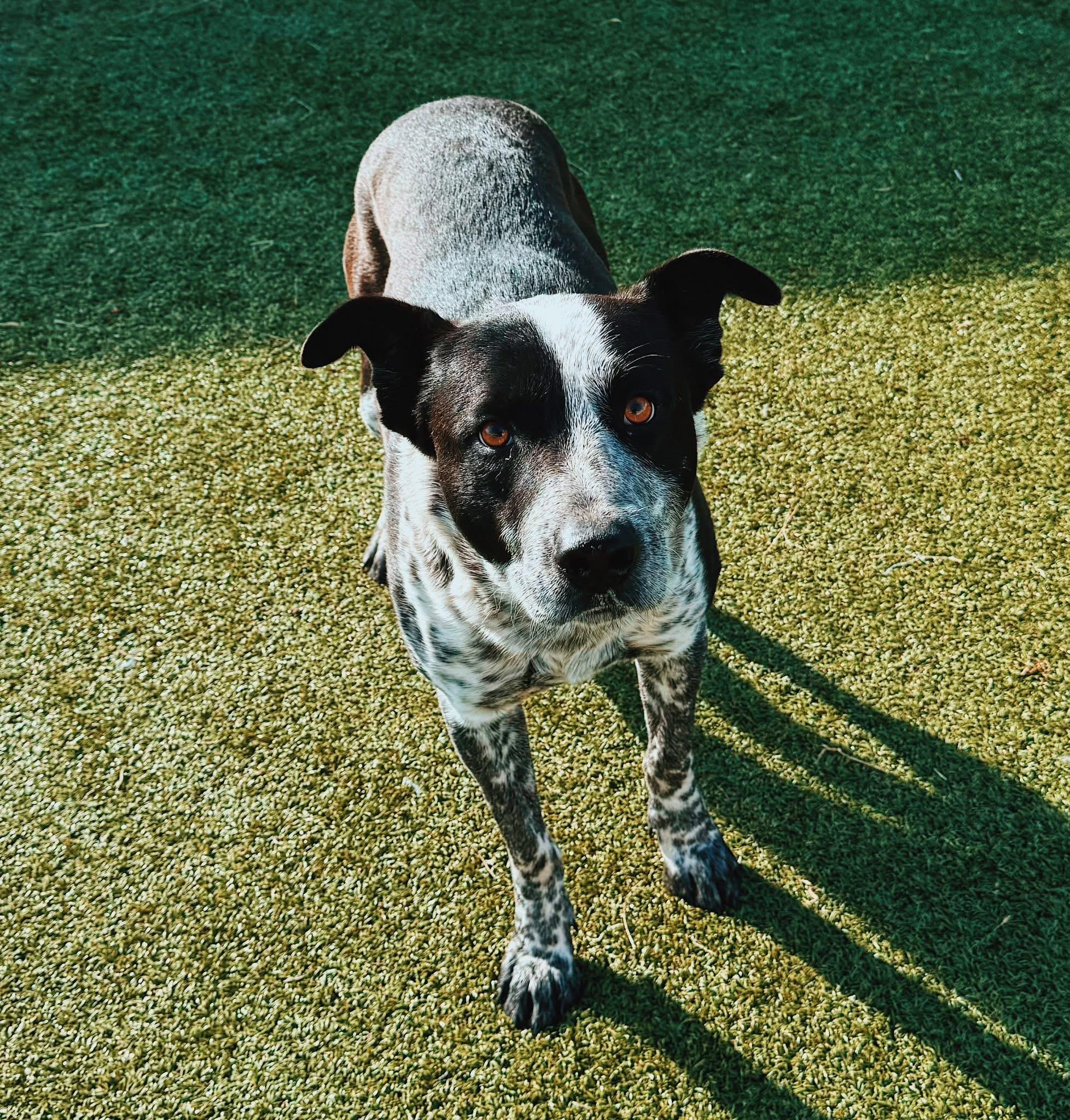 Bandit, a Adoptable mixed breed in Hays, KS image 4/6