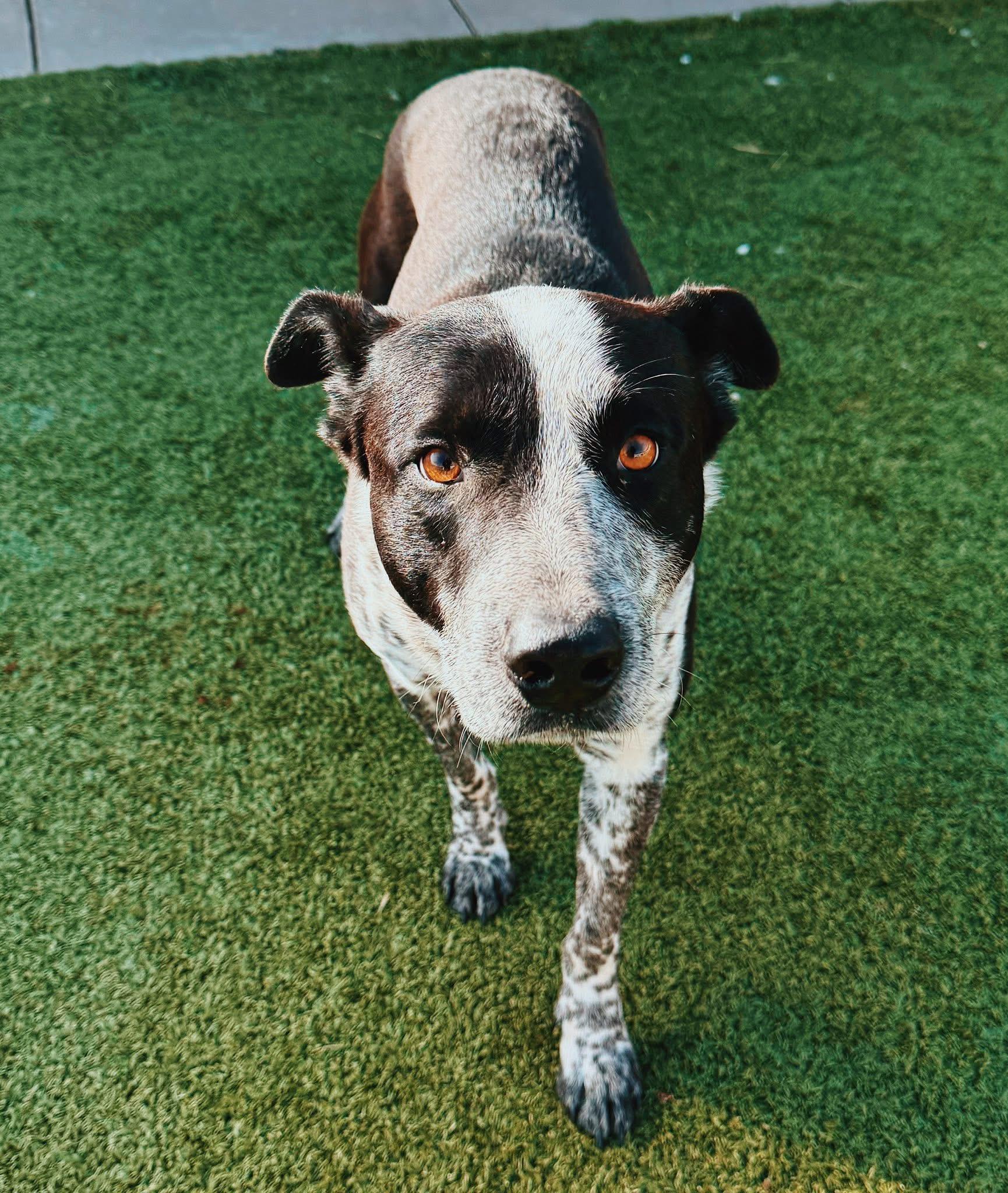 Bandit, a Adoptable mixed breed in Hays, KS image 5/6