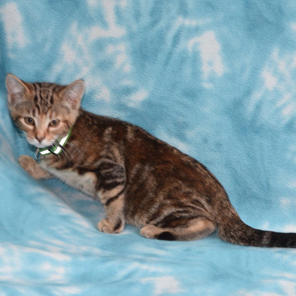 Enlarge Nyla, a Adoptable Domestic Short Hair in Eureka, CA image 1/3