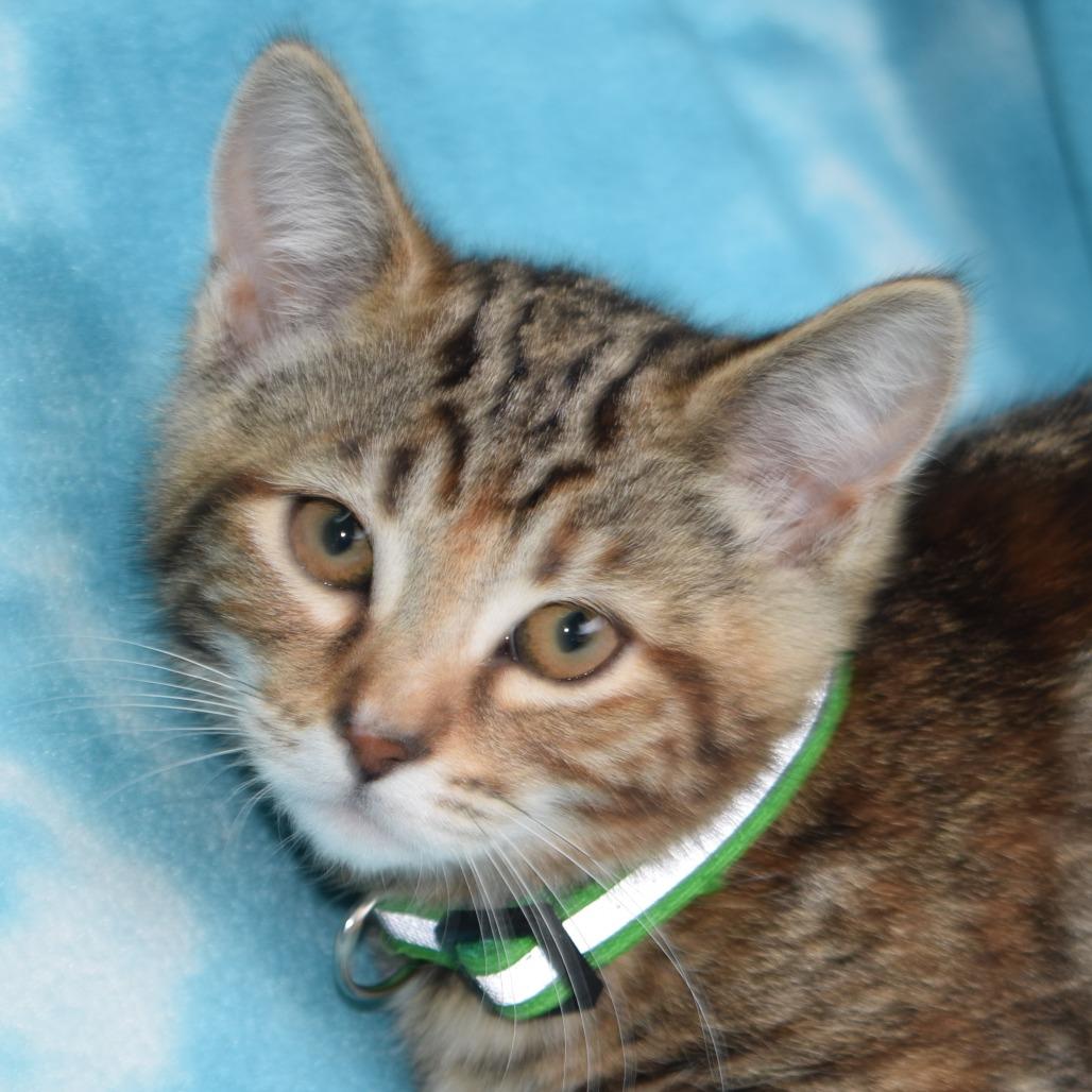 Enlarge Nyla, a Adoptable Domestic Short Hair in Eureka, CA image 2/3
