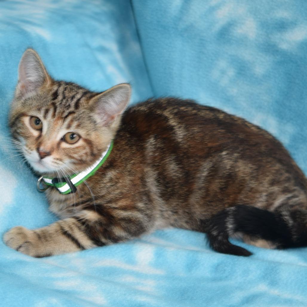Enlarge Nyla, a Adoptable Domestic Short Hair in Eureka, CA image 3/3
