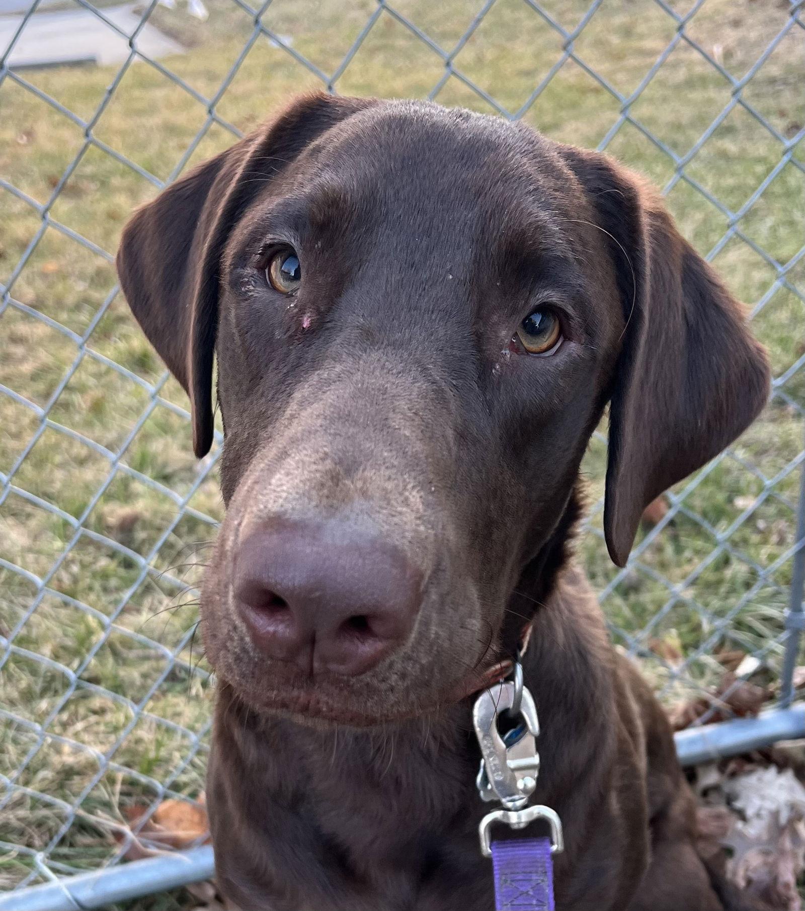 Enlarge Brownie, a Adopted Chocolate Labrador Retriever in Lincoln, NE image 2/3