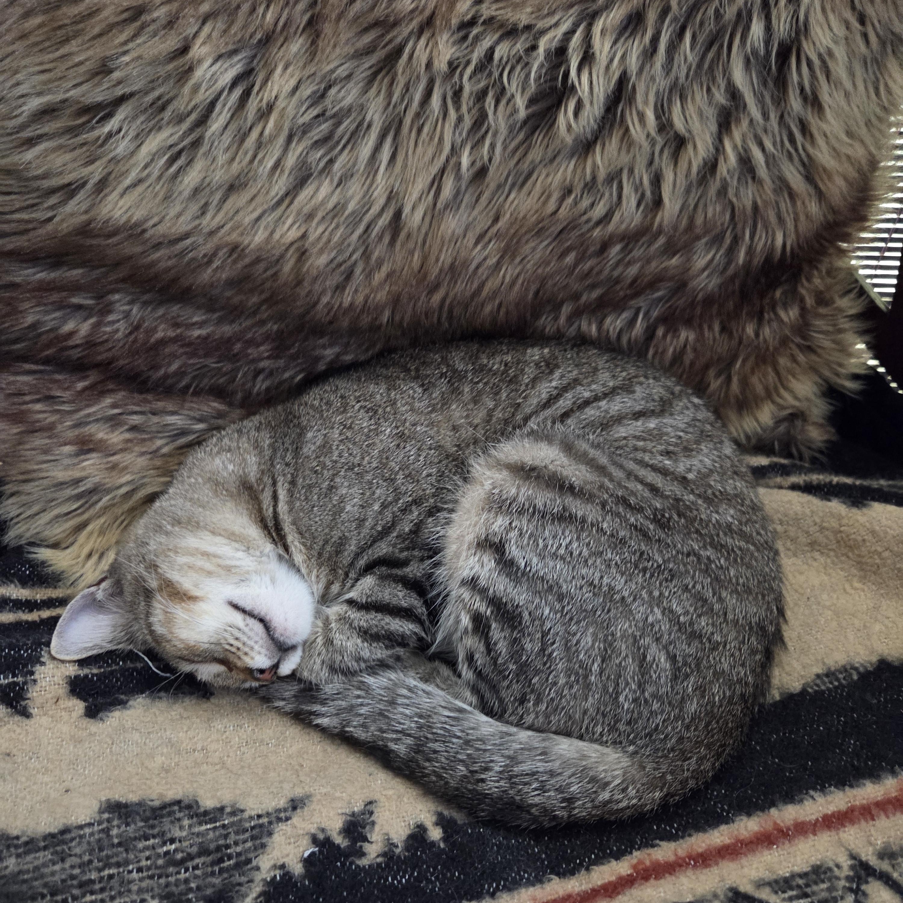 Enlarge Pip (F) and Squeak  (M), an adoptable Domestic Short Hair in Fairfax, VA image 4/4