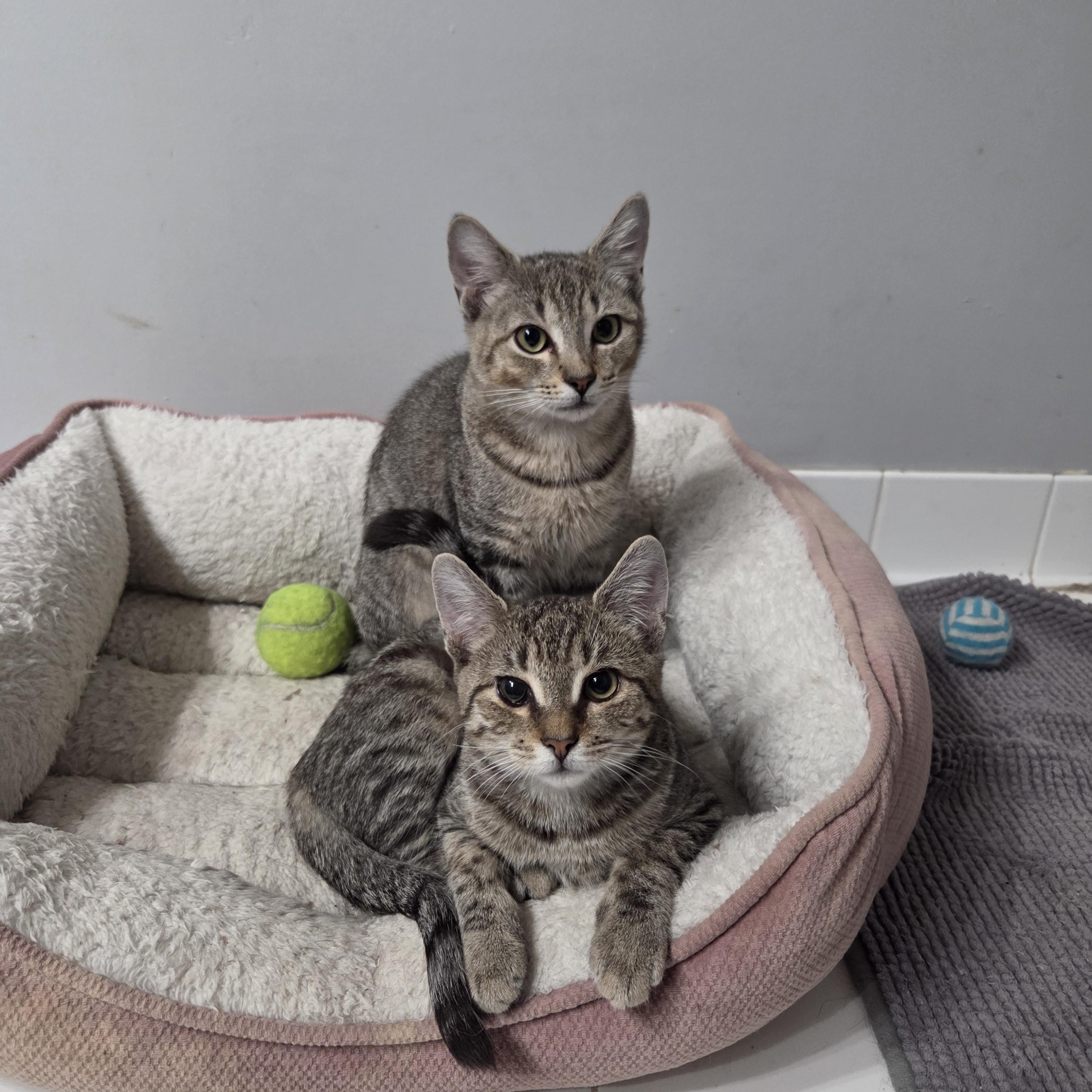 Enlarge Pip (F) and Squeak  (M), an adoptable Domestic Short Hair in Fairfax, VA image 2/4