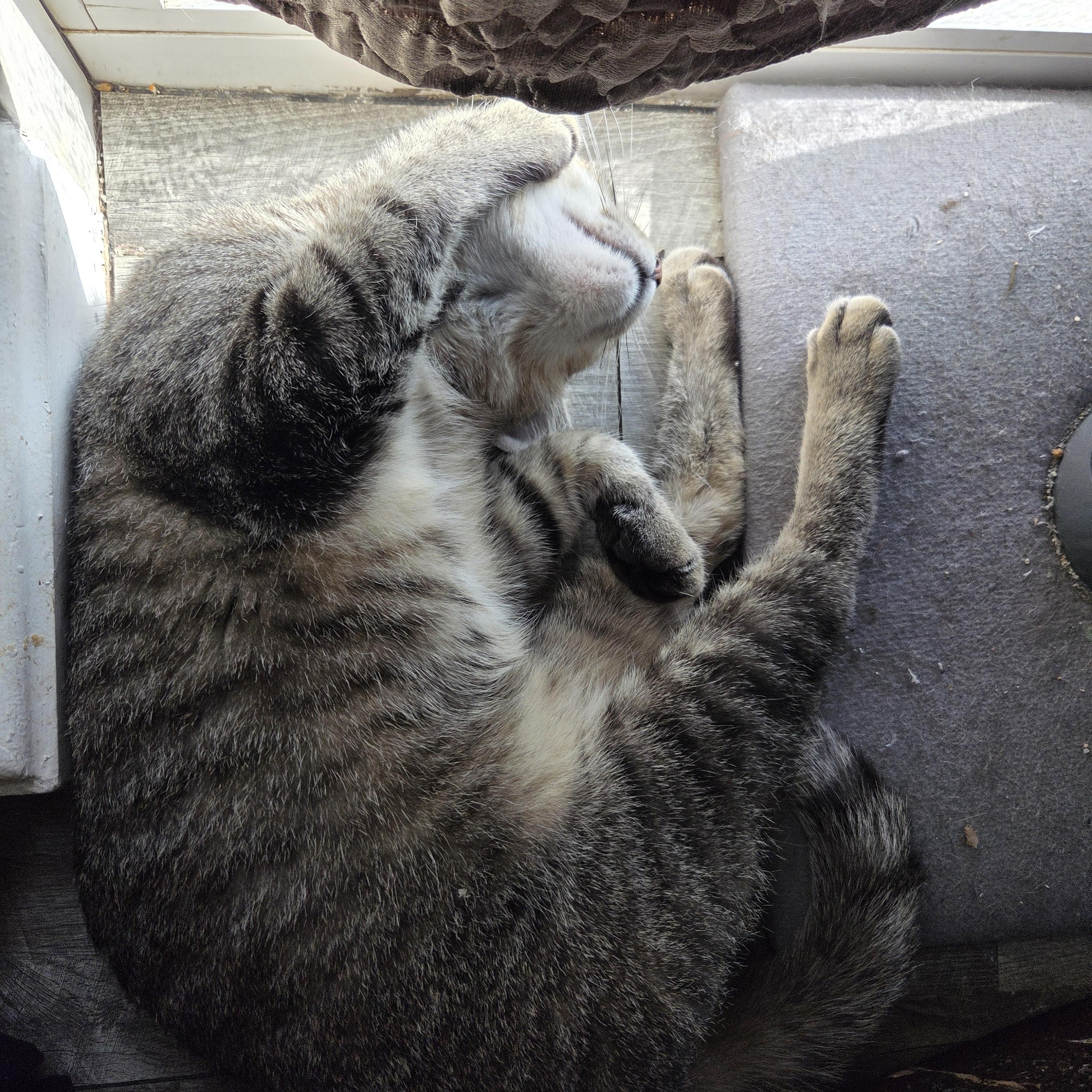 Enlarge Pip (F) and Squeak  (M), an adoptable Domestic Short Hair in Fairfax, VA image 3/4