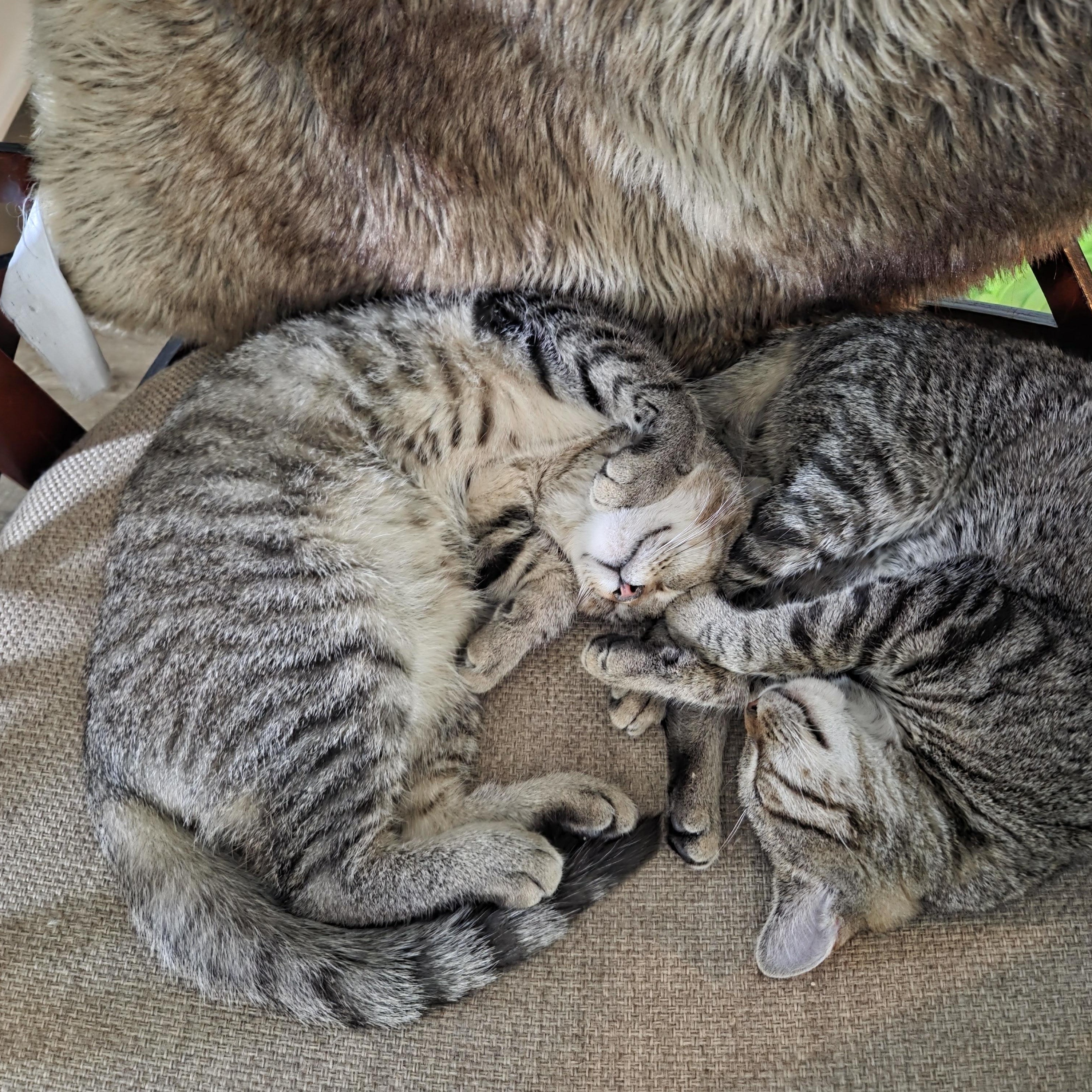 Enlarge Pip (F) and Squeak  (M), an adoptable Domestic Short Hair in Fairfax, VA image 1/4