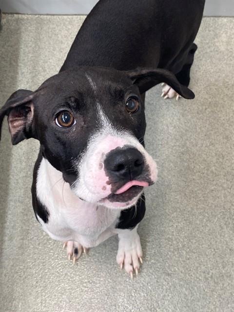 Enlarge LILY MAY, a Adoptable mixed breed in Fayetteville, NC image 1/1