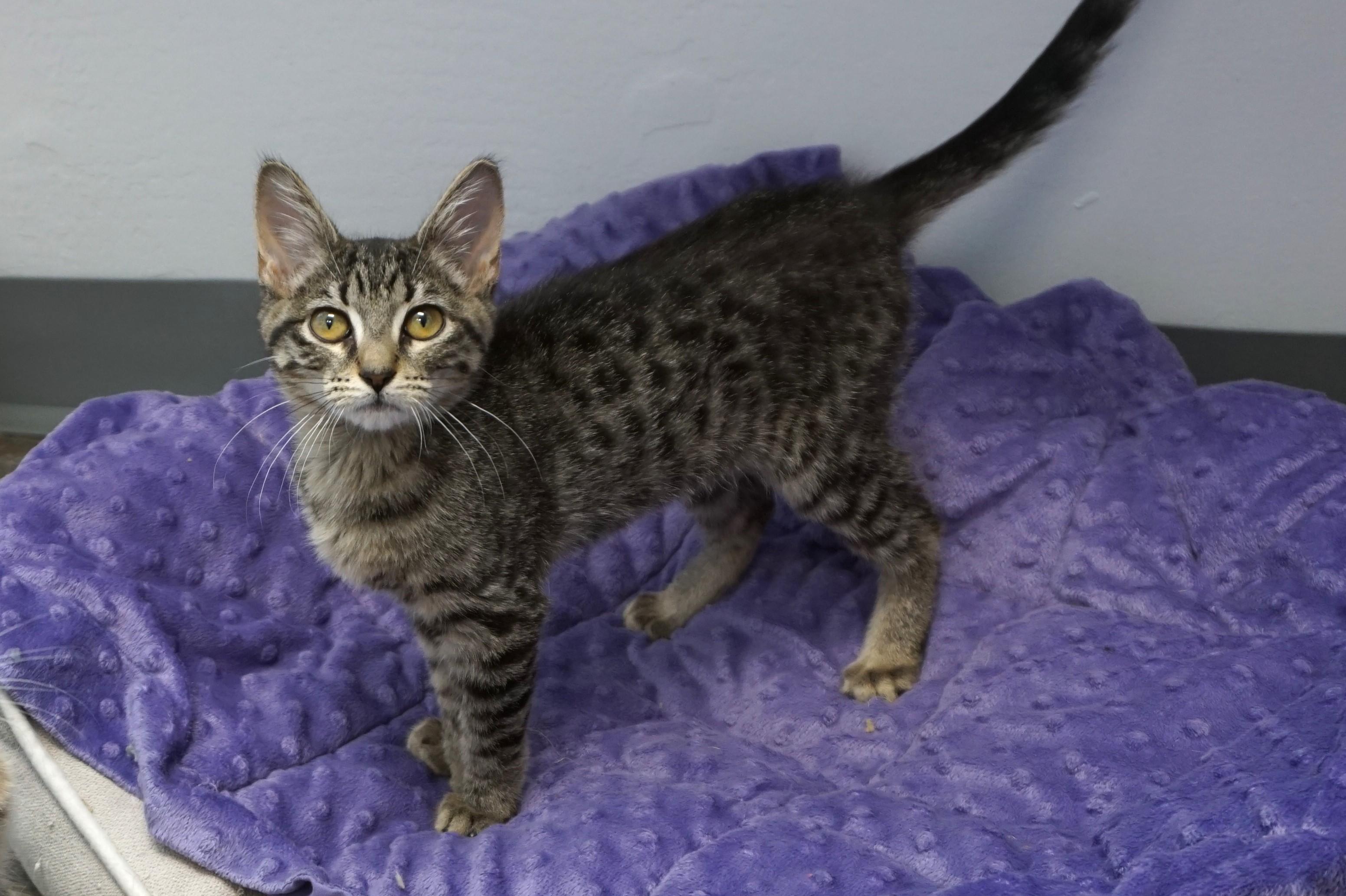 Enlarge Zinnia, an adopted mixed breed in Fountain Hills, AZ image 5/6