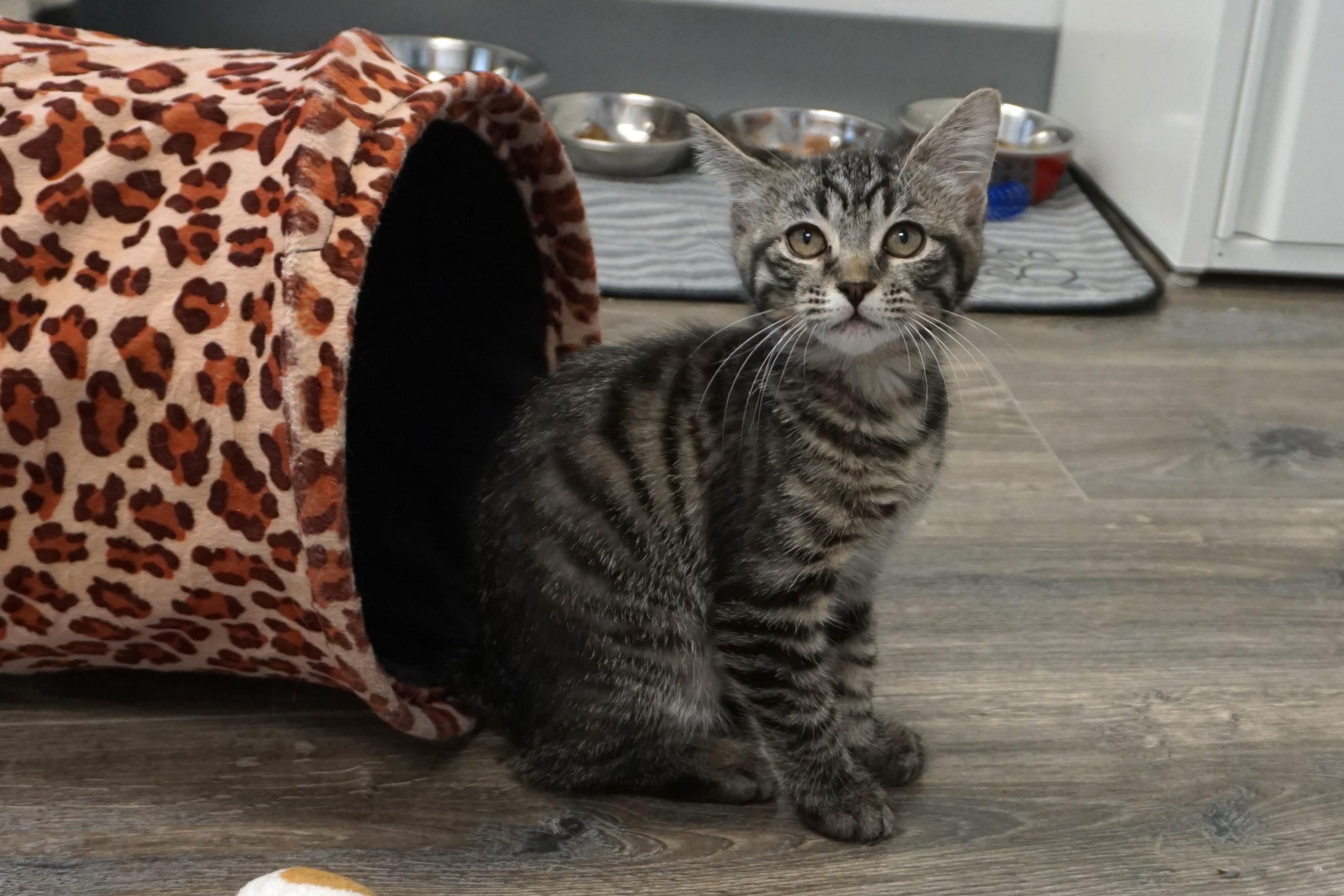 Enlarge Zinnia, an adopted mixed breed in Fountain Hills, AZ image 6/6