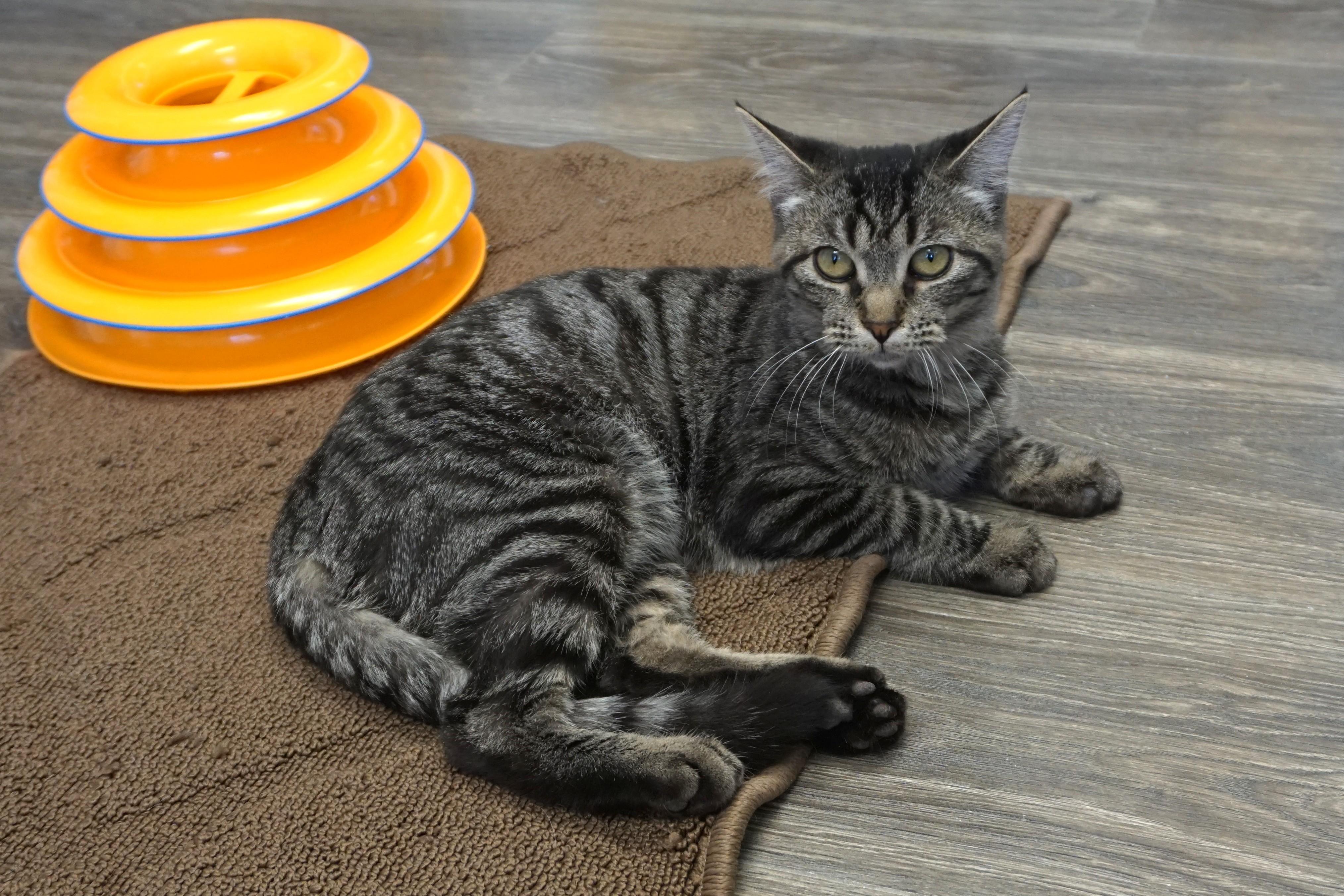 Enlarge Zinnia, an adopted mixed breed in Fountain Hills, AZ image 1/6