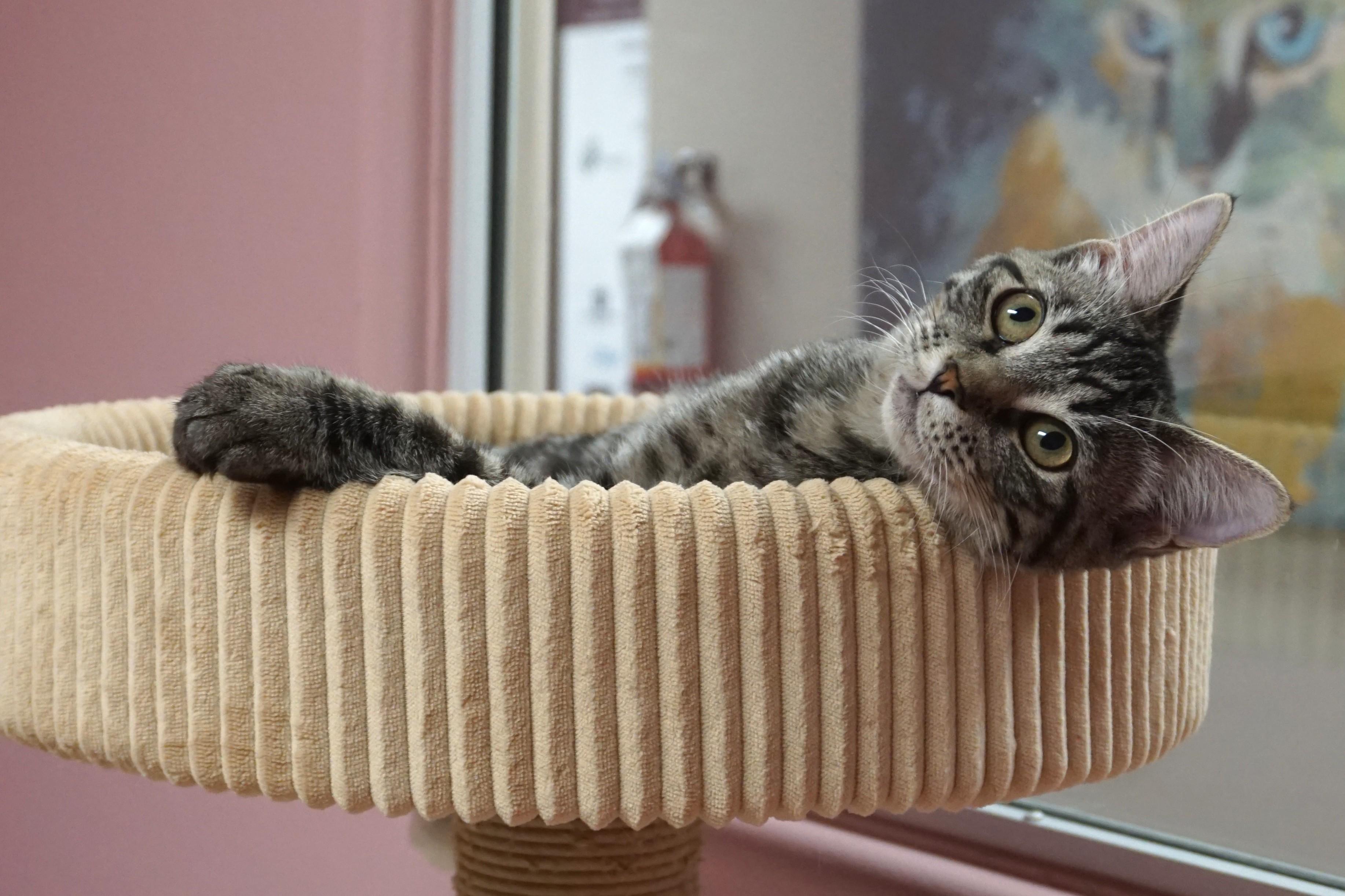 Enlarge Zinnia, an adopted mixed breed in Fountain Hills, AZ image 3/6