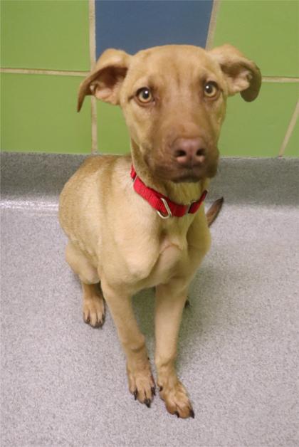 Hershey Kiss, Adoptable, Puppy Female Black Mouth Cur & Mixed Breed.