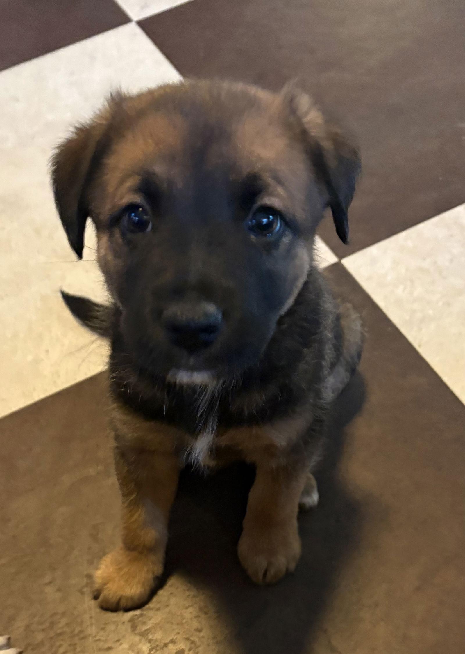 Rudy, Adopted, Puppy Male Terrier & Australian Shepherd.
