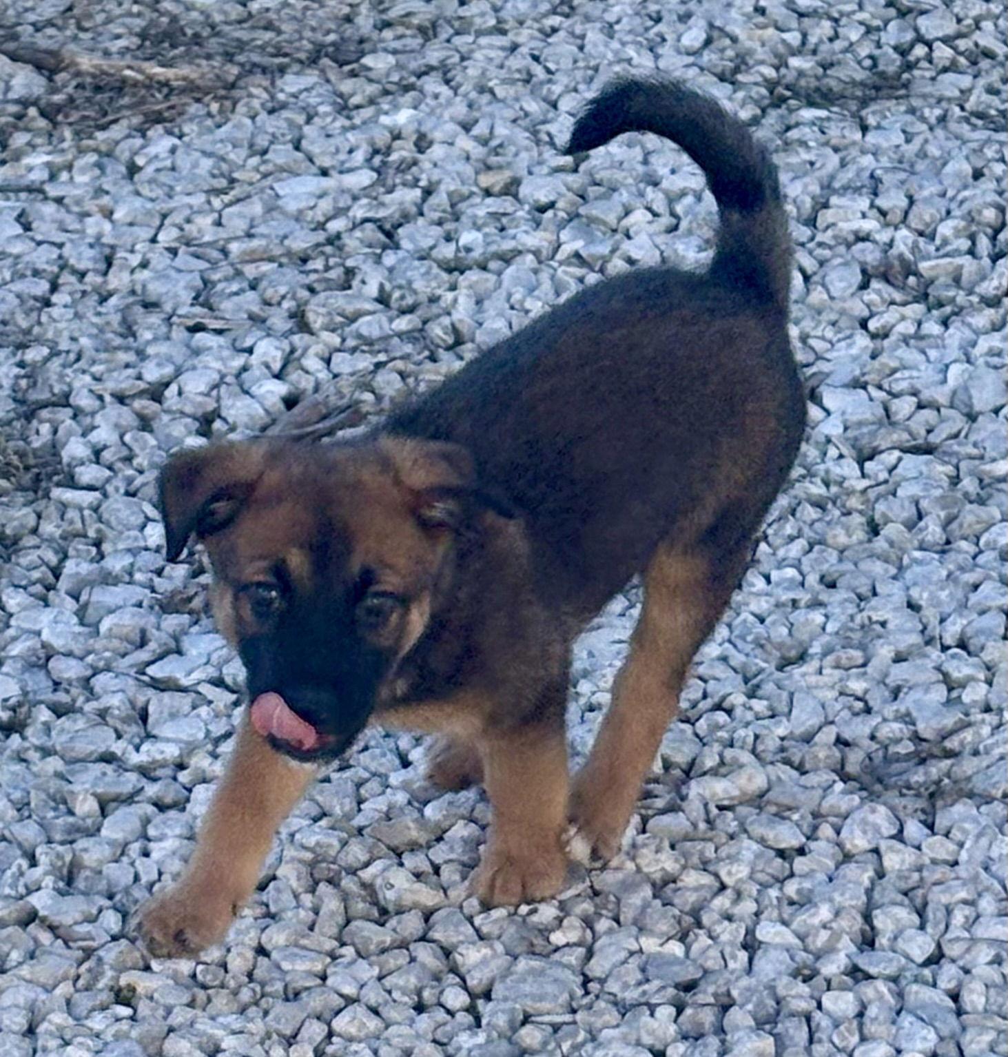 Rudy, a Adopted mixed breed in Barnhart, MO image 2/3