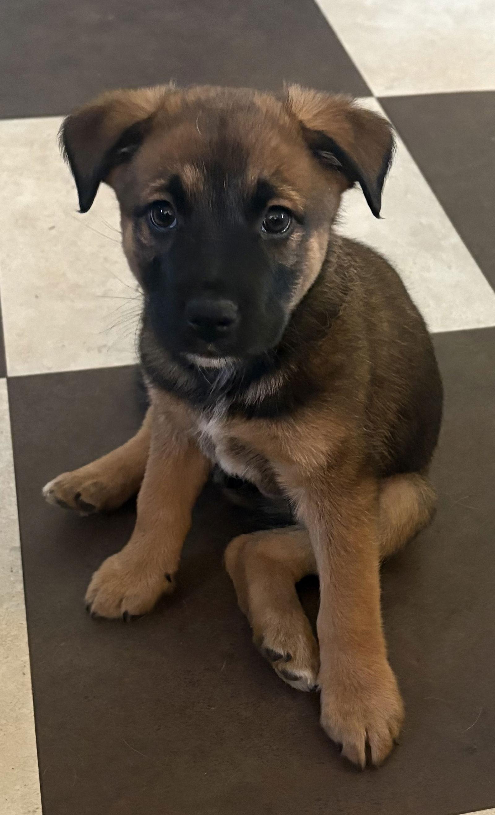 Rudy, a Adopted mixed breed in Barnhart, MO image 3/3
