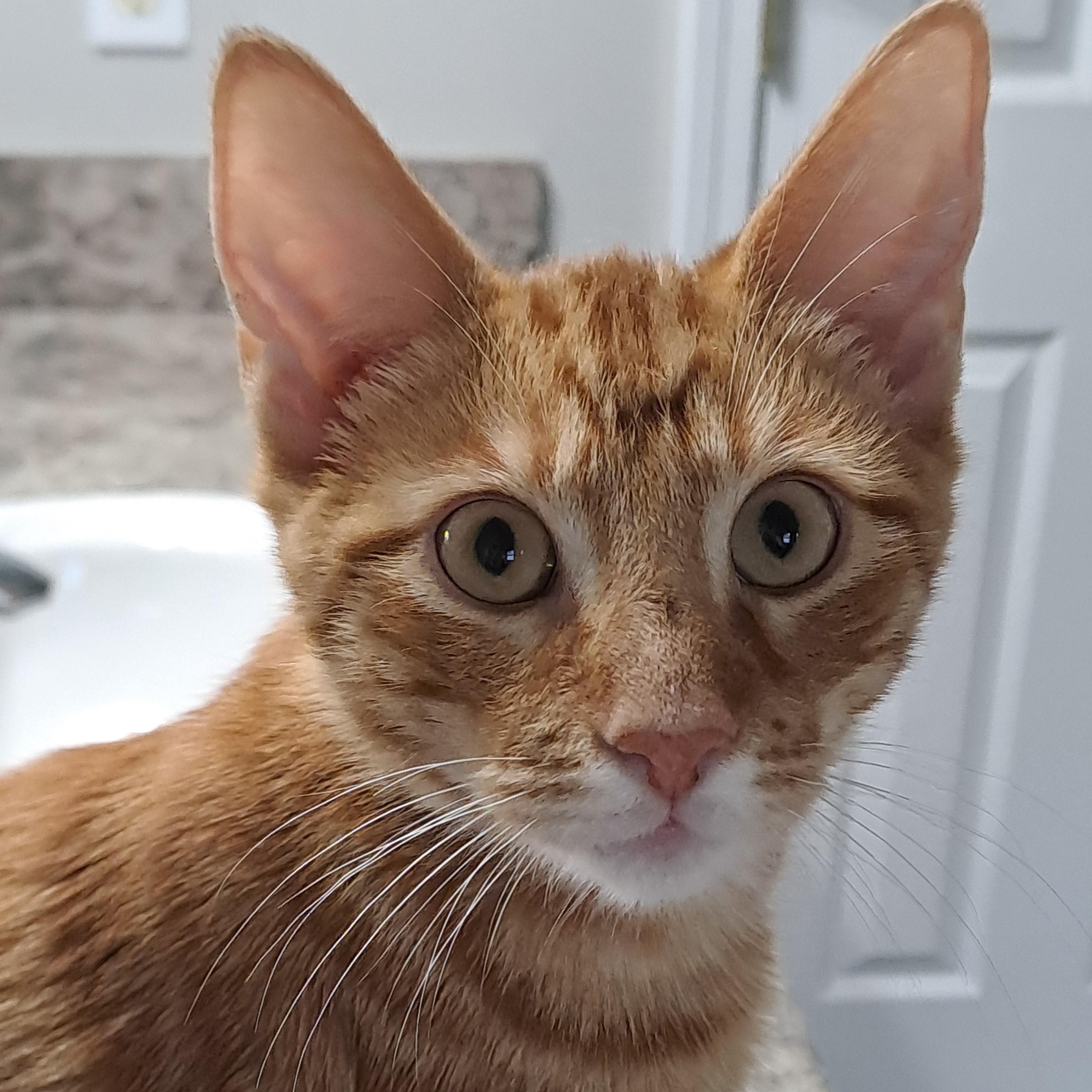 Buddy Riggs, Adopted, Young Male Domestic Short Hair.