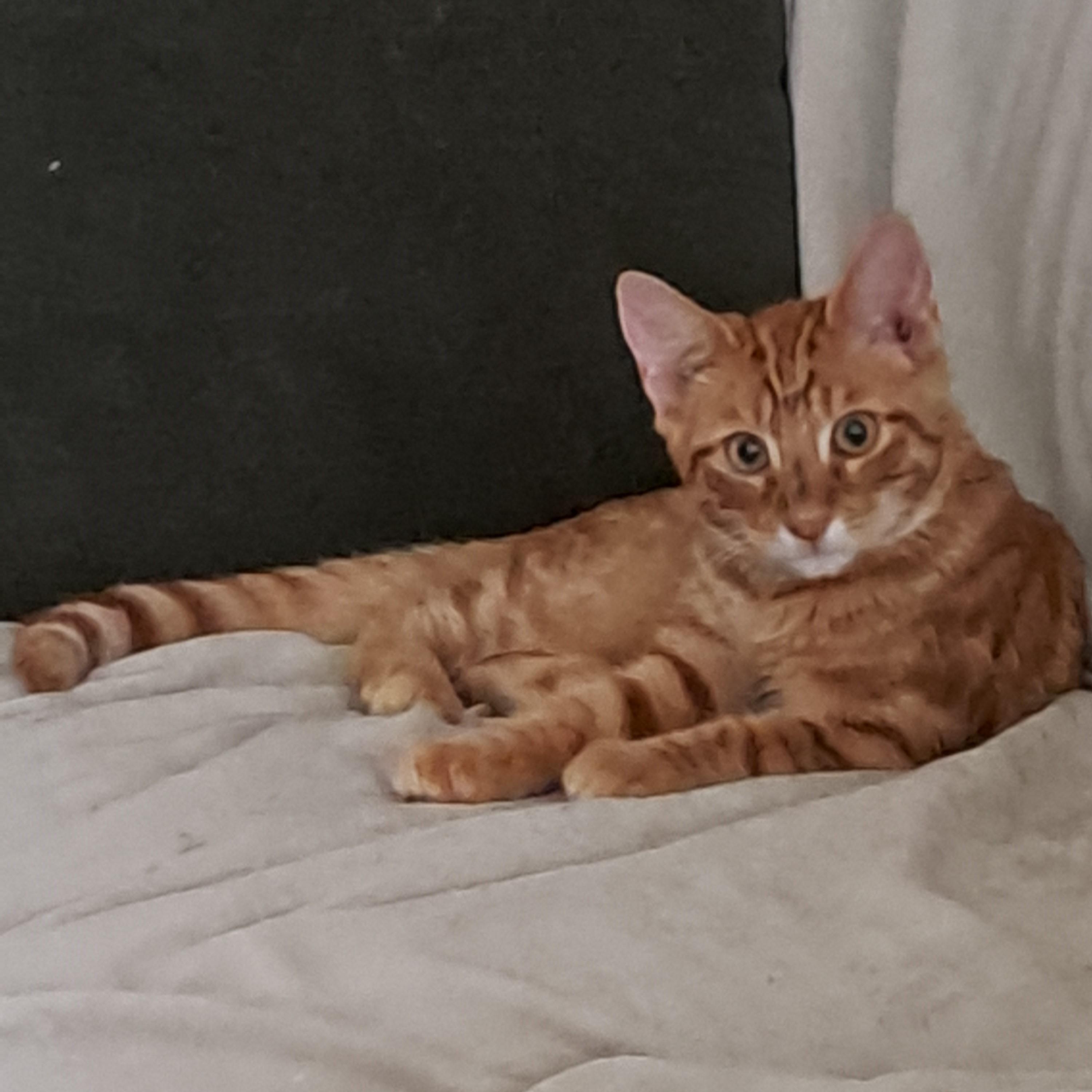 Buddy Riggs, a Adopted Domestic Short Hair in Port Wentworth, GA image 2/6