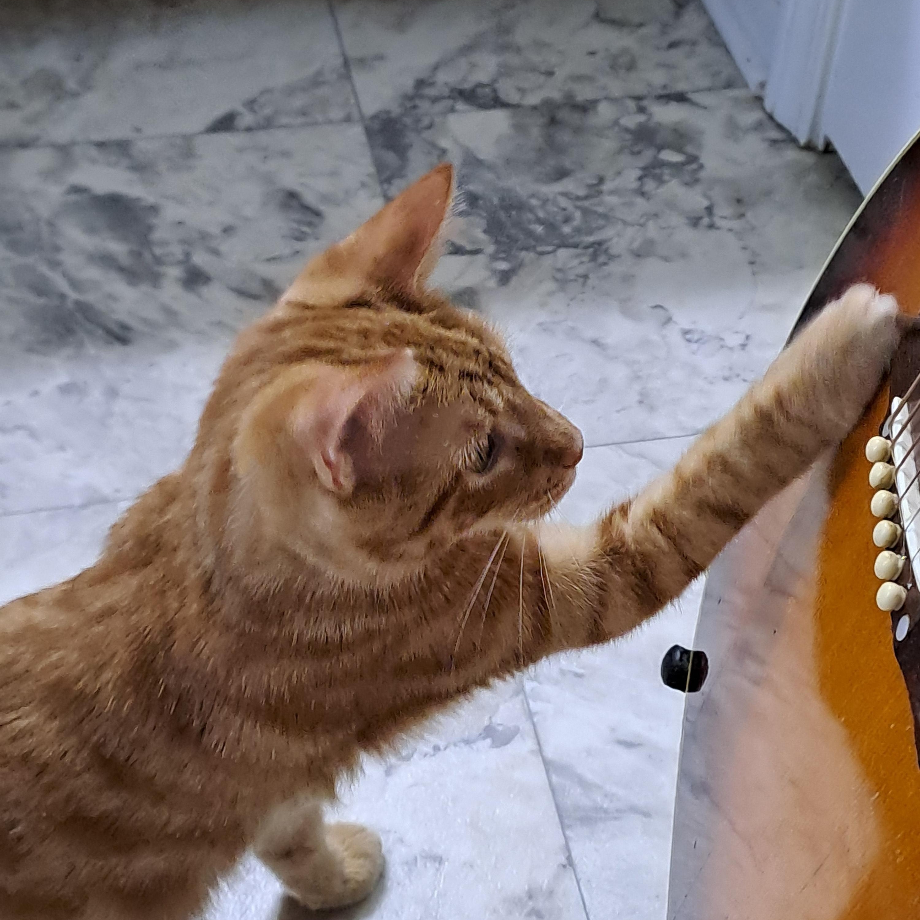 Buddy Riggs, a Adopted Domestic Short Hair in Port Wentworth, GA image 3/6